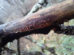 Perrotia flammea