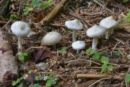 Inocybe geophylla