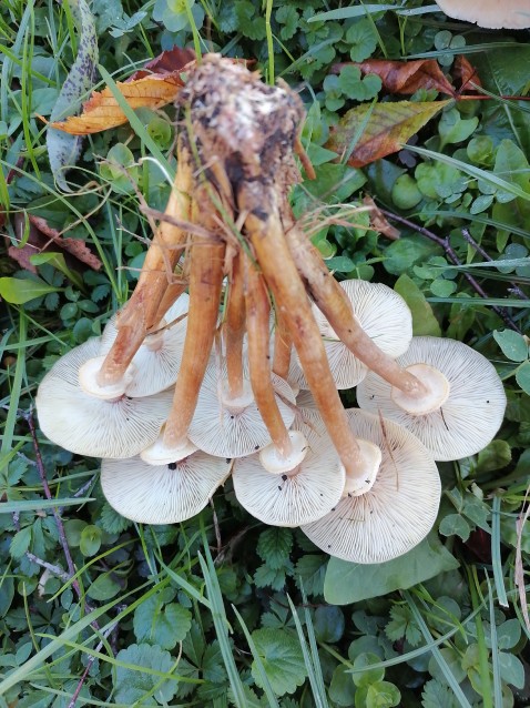 Armillaria mellea