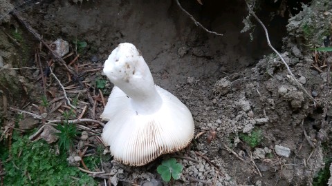 Russula foetens