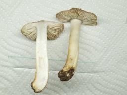 Porpoloma pes-caprae