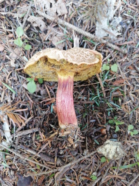 Xerocomellus chrysenteron