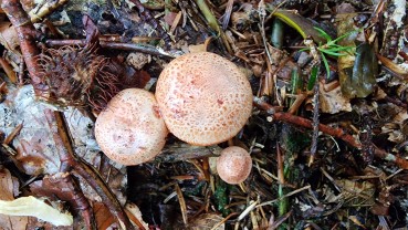 Cortinarius bolaris