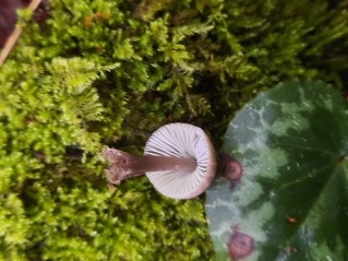 Mycena leptocephala