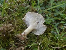 Infundibulicybe costata