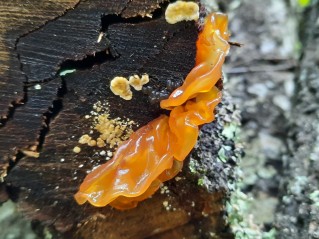 Phaeotremella frondosa