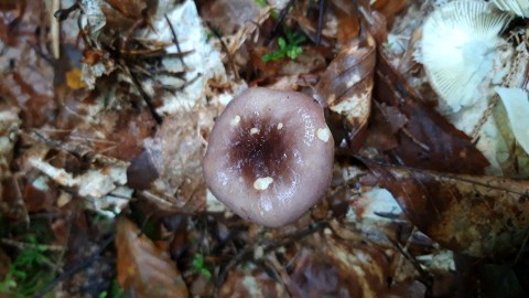 Russula cavipes