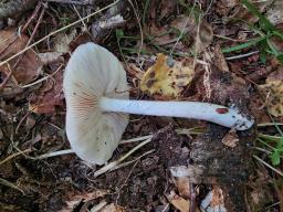 Pluteus petasatus