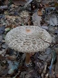 Chlorophyllum olivieri