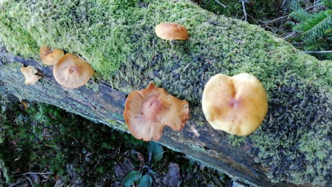 Pholiota astragalina