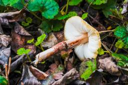 Lepiota lilacea