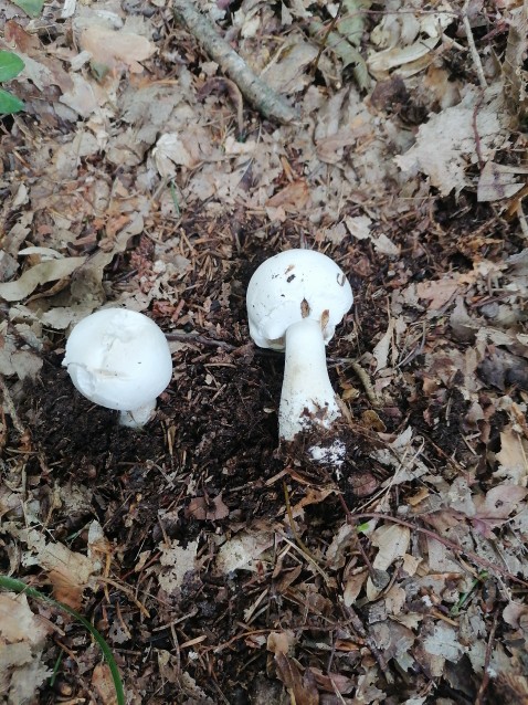 Agaricus sylvicola