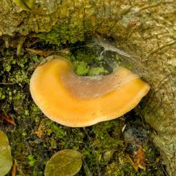 Hohenbuehelia petalodes