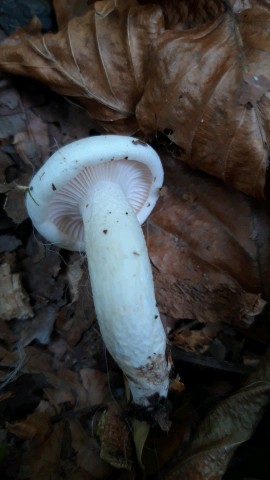 Hygrophorus penarius