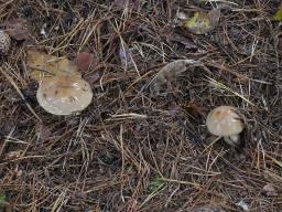 Phlegmacium cliduchum