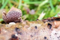 Encoelia furfuracea