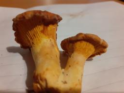 Cantharellus cibarius