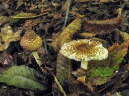 Lepiota brunneoincarnata