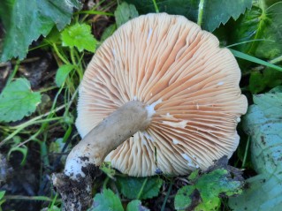 Lactarius pyrogalus