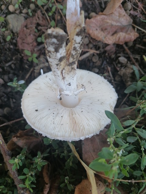 Leucoagaricus leucothites