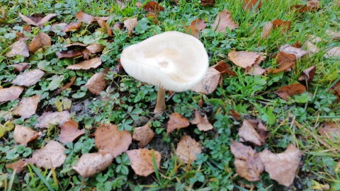 Hymenopellis radicata