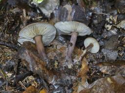 Calocybe obscurissima
