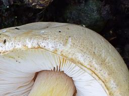 Leucoagaricus cinerascens