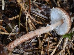 Lepiota echinella