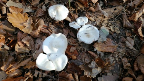 Hygrophorus eburneus