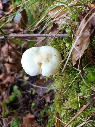 Hygrophorus cossus