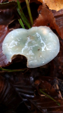 Stropharia caerulea