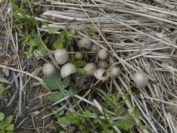 Psathyrella potteri