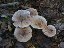 Tricholoma populinum