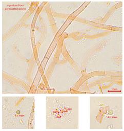 Steccherinum bourdotii