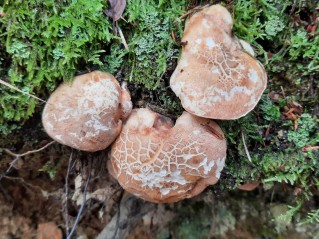 Albatrellus subrubescens