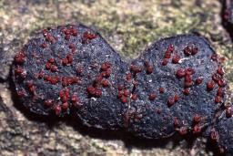 Dialonectria episphaeria