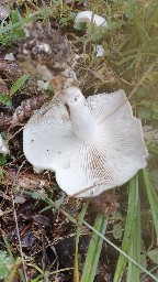 Leucocybe connata