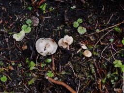 Pholiota scamba