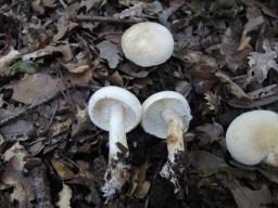 Tricholoma lascivum