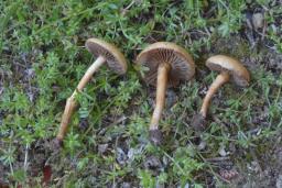 Agrocybe pediades