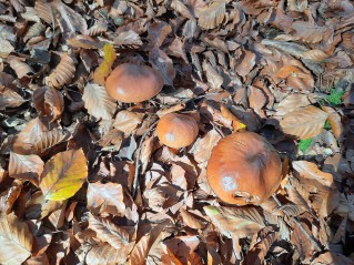 Suillus luteus