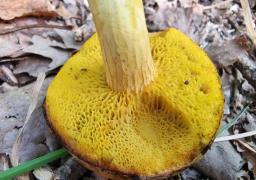 Xerocomus chrysonemus