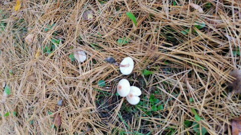 Lepiota cristata