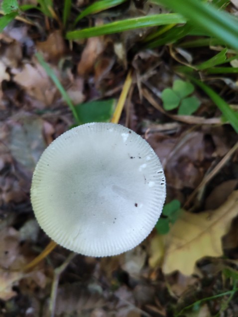 Amanita vaginata