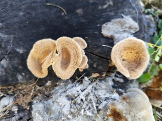 Panus neostrigosus