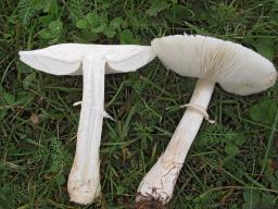 Leucoagaricus leucothites