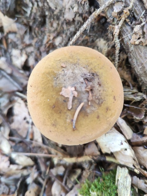Suillellus mendax