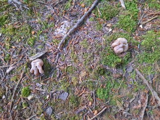 Sarcosphaera coronaria