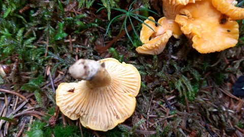 Cantharellus cibarius