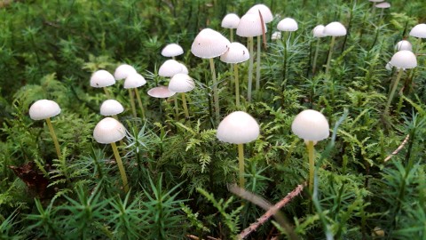 Mycena epipterygia